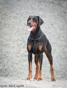 DOBERMAN štěňata s PP (CZ) čierne sučky - 9