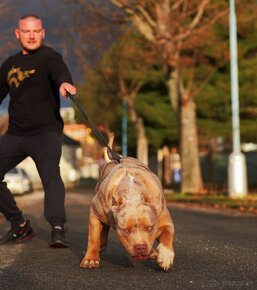 American bully xl, pitbull xxl k odberu v januari - 9