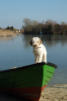 LAGOTTO ROMAGNOLO STENIATKO s PP - 9