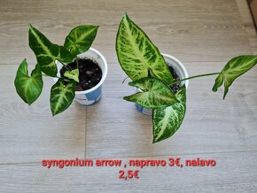 Schefflera a iné izbovky - 9