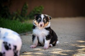 Psík - šeltia, sheltie, šetlandský ovčiak s PP - 9