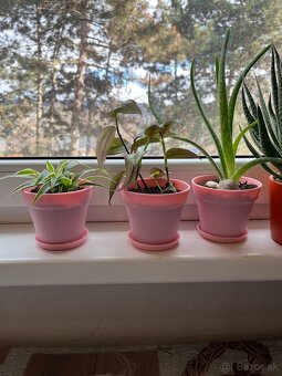 Aloe Vera, zelenec, tradescantia - 9