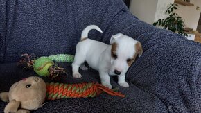 Jack russel terier - 9