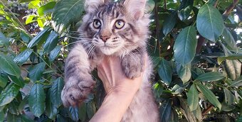 Mainska myvalia Mainne coon Mco - 9