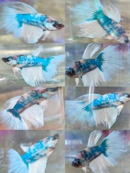 Betta Splendens - Bojovnica Pestrá. - 9