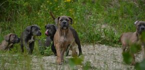 Cane Corso s PP (FCI) - 9