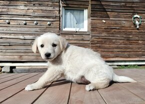 Darujem rozkošné šteniatka - mix špic / labrador - 9