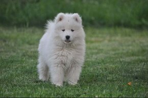 Samojed šteniatka s rodokmeňom - 9