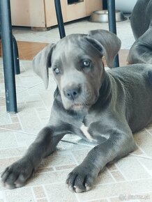 Cane Corso - 9