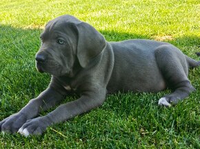 Cane Corso s PP - 9