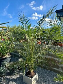 Palma PHOENIX CANARIENSIS (ĎATLOVNÍK KANÁRSKY - 9