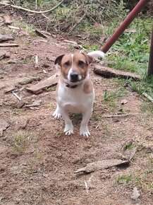 Jack Russell teriér - 9