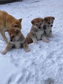 Akita inu - 9