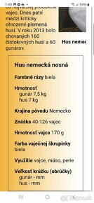 Nemecká nosná hus 4 mesačné - 9