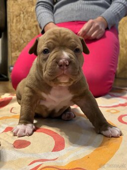 American bully - 9