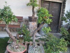 bonsai,bonsaj-DUBY - 9