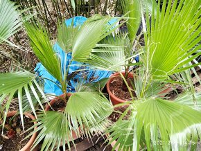 Washingtonia Robusta - rychlorastuca palma - 9