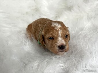 Maltipoo šteniatka,  pudel,  maltezák. - 9