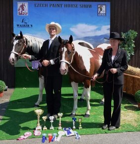 Připouštěni kvalitní plemeníci PAINT HORSE-HOMOZYGOT - 9