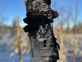 Arktická huba Chaga zbieraná vo Švédsku - 9