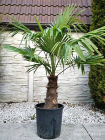 Mrazuvzdorne palmy Trachycarpus Fortunei na predaj - 9