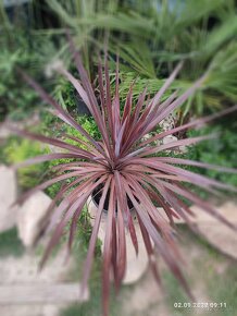 Cordyline Austrális Red star - 9