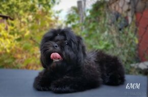 Shih Tzu (chlapec) - 9