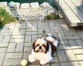 Shihtzu s PP - 9