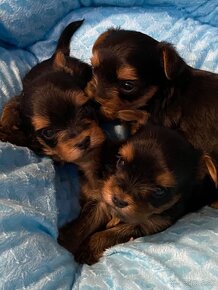 Mini Yorkshire Terrier, york, Yorkshire, Jorksir - 9