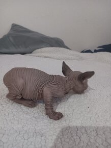 Kocúrik Sphynx - 9