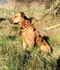 Darujem krásneho psa Bena - mix ridgeback - 9