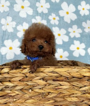 Toy pudel - toy pudlík - red toy poodle - 9