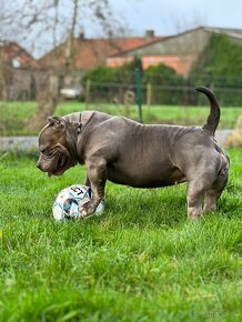 American Bully Pocket - 9