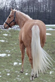 AQHA kobyla 7let - 9