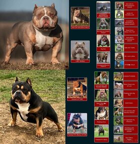 American Bully pocket - 9