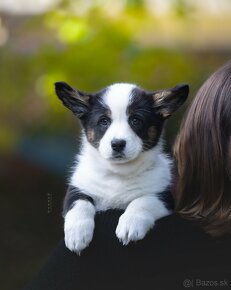 Welsh corgi cardigan steniata. - 9