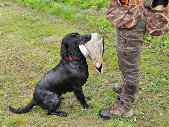 Labrador Retriever Anglicka pracovná línia - 9