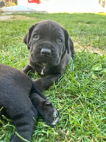 Cane corso - 9