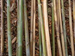 Palice - bambusové tyče vhodné na dekoráciu vytvorenie záste - 9