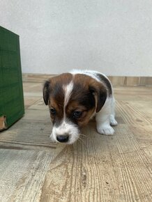 Jack russel terier - 9