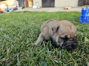 Shar-pei šteniatká - 9