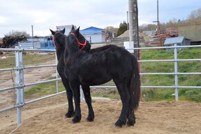 Kobyly na predaj - Percheron - 9