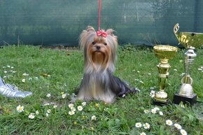 Yorkshire terrier, york - 9