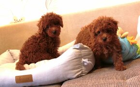 Toy pudla, Red Toy Poodle, Red Toy Pudel - 9
