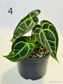 Anthurium clarinervium - 9