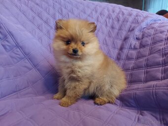 Špic, nemecký špic , oranžový špic, pomeranian - 9