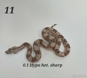 Boa constrictor, Python regius adult/CB7/24, Doprava/Faunia - 9