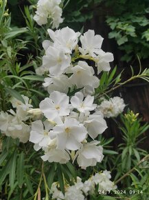 Oleander - 9