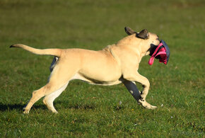 boerboel Ballotada - 2 krásné feny -6měsíců - 9