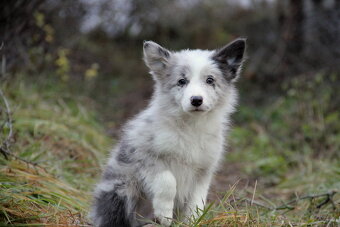 Border kólia,border collie,borderka bez PP - 9